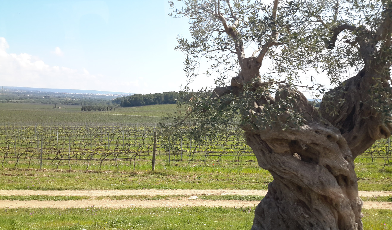 Vigneto della Masseria Amastuola